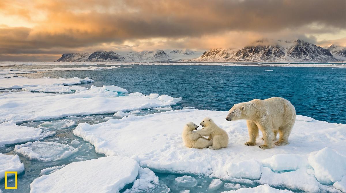 小马拉大车北极熊视频
